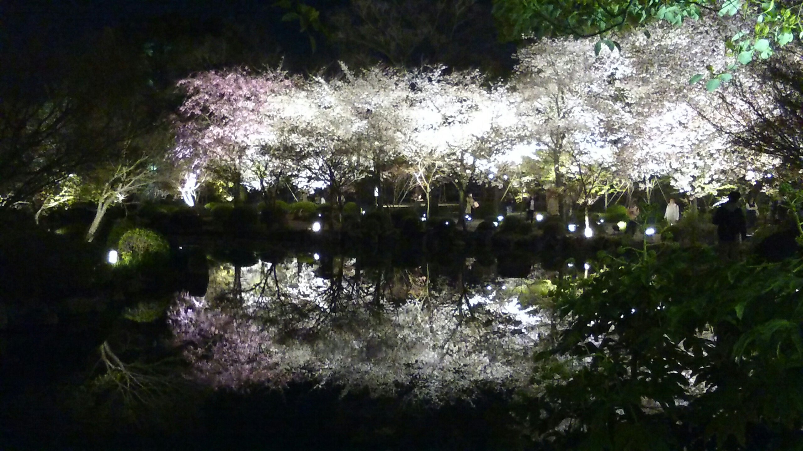 夜桜ライトアップ 東寺 京と家